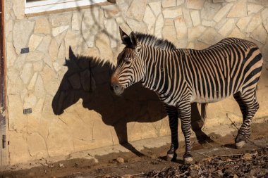 Bir zebra ve gölgesi taş bir duvarda. Equus quagga.)