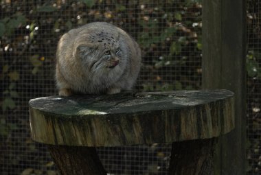 View of a looking pallas's cat standing on a plinth made of wood.(Otocolobus manul) clipart