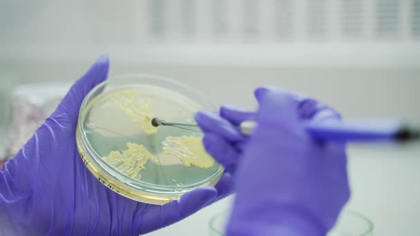 Закрыть Руки Ученого Работающего Различными Колониями Бактерий Дрожжей Плесени Растущей — стоковое видео