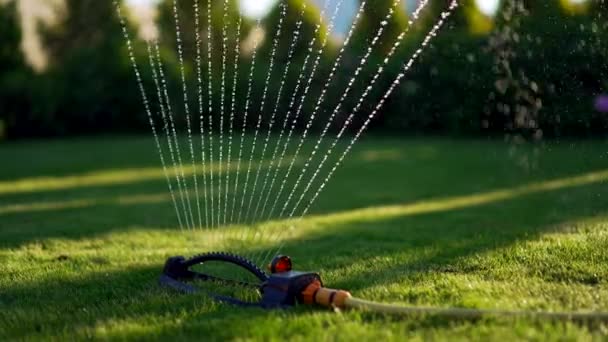 Vattnar Gräsmattan Glittrande Sötvatten Sprutar Sprinklern Det Gröna Gräset Sommar — Stockvideo