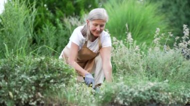 Yaşlı gri saçlı kadın arka bahçede bir çiçek bahçesinde çalışıyor. Olgun yaşlı dişi tohumlar dışarıda toprağa gömülür. Bornozlu ve eldivenli bir emekli boş vakitlerinde doğada çömelir.