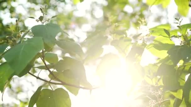 Sun Shines Leaves Tree Close Green Leaf Macro Summer Day — Stock Video