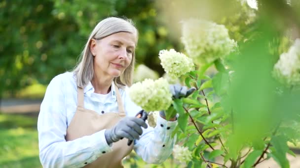 Starší Dospělá Šedovlasá Žena Zahradě Usmívající Stará Samice Stříhá Zelené — Stock video