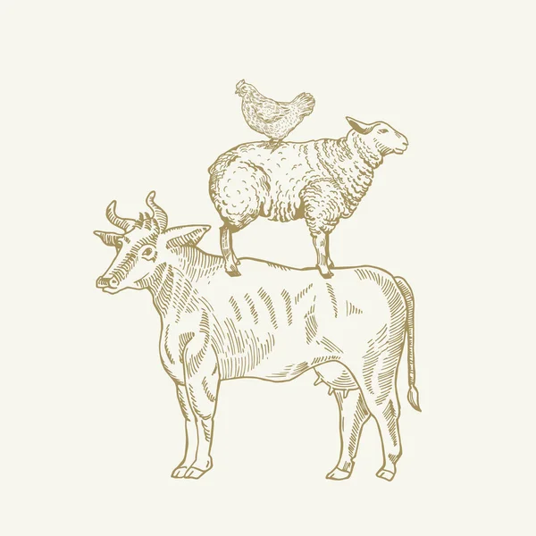 Ręcznie Rysowane Grawerowane Krowy Stylu Owce Kurczaki Sillhouettes Stojące Siebie — Wektor stockowy
