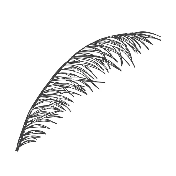 Palm Branch Disegnato Mano Doodle Vector Illustrazione Disegno Floreale Foglia — Vettoriale Stock
