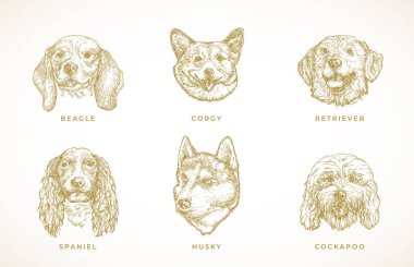 Dog Breeds Illustrations Koleksiyonu. El çizimi Spaniel, Corgy, Beagle, Retriever ve Husky Adult Dogs Face Sketches Set. İşleme tarzı çizimler. İzole edilmiş