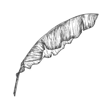 Muz Avuç İçi El Çizimi Doodle Vektör İllüzyonu. Çiçekli Tropikal Yaprak Stili Çizim. İzole edilmiş