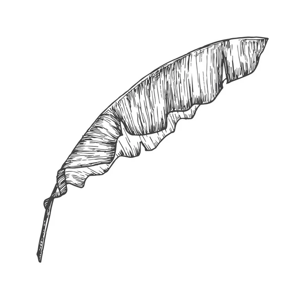 Banana Palm Branch Hand Drawn Doodle Vector Illustration Blommig Tropisk — Stock vektor
