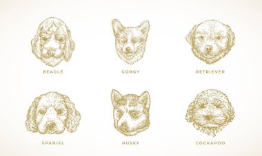 Dog Breeds Illustrations Koleksiyonu. El yapımı Spaniel, Corgy, Beagle, Retriever ve Husky Puppy Dogs Face Seti. İşleme tarzı çizimler. İzole edilmiş
