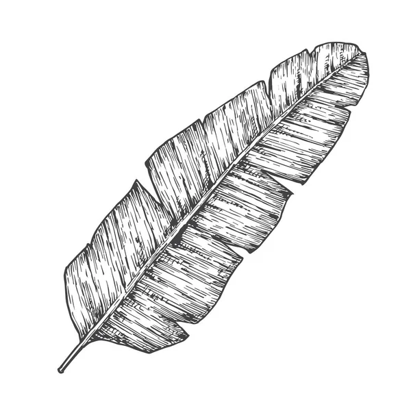 Banana Palm Leaf Hand Drawn Doodle Vector Illustration Blommig Tropisk — Stock vektor