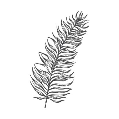Palm Branch Hand Doodle Vektör İllüstrasyonu. Çiçekli Tropikal Yaprak Stili Çizim. İzole edilmiş