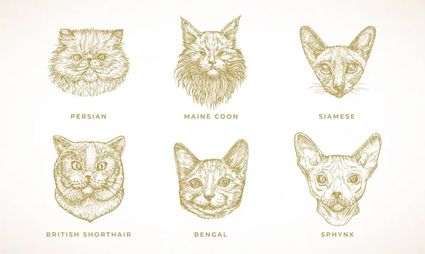 Cat Breeds Illustraties Collectie Handgetekende Bengaals Sphynx Siamees Perzisch Maine — Stockvector