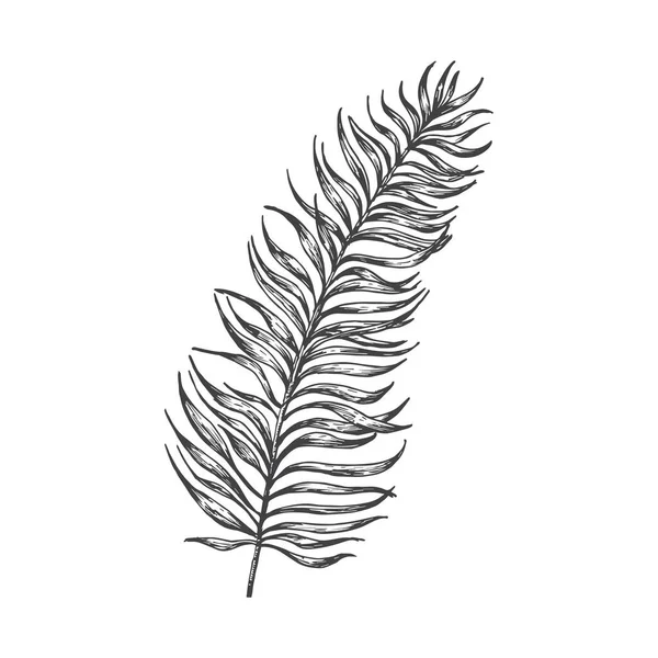 Palm Branch Mão Desenhada Doodle Vector Ilustração Desenho Floral Tropical —  Vetores de Stock