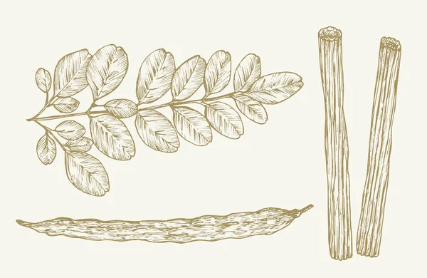 Moringa Oleifera Bitkisi Çizimi Süper Yemek Bitkileri Vektör Llüzyonu Doğal — Stok Vektör