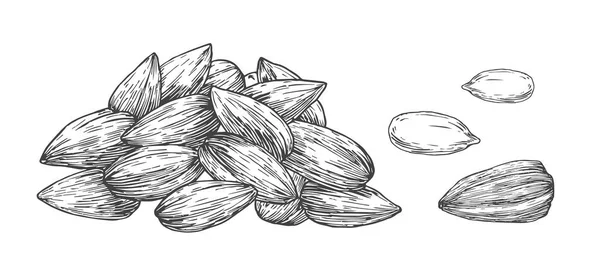 ひまわりの種の山 手描きスケッチ種子ベクトルイラスト 天然ビーガン植物ベースのフルーツフードドゥードル — ストックベクタ
