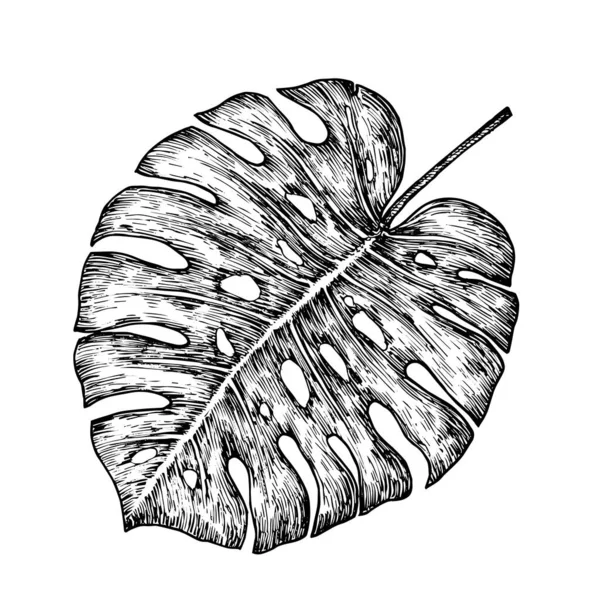 Monstera Palm Leaf Drawn Doodle Vector Цветочный Рисунок Тропической Листвы — стоковый вектор