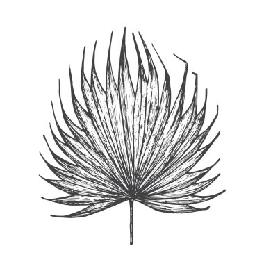 Fan Palm Leaf Hand Doodle Vektör İllüzyonu. Çiçekli Tropikal Yaprak Çizim Tarzı. İzole edilmiş
