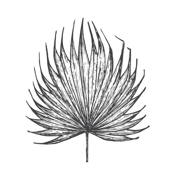 Fan Palm Leaf Hand Gezeichnete Doodle Vector Illustration Floral Tropical — Stockvektor