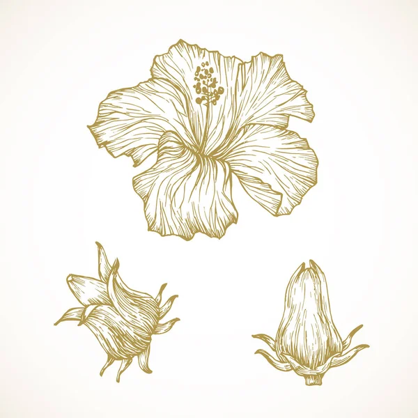 ハイビスカスSabdariffa花手描かれた落書きベクトルイラスト 花の熱帯の葉のスケッチスタイルの図面 — ストックベクタ
