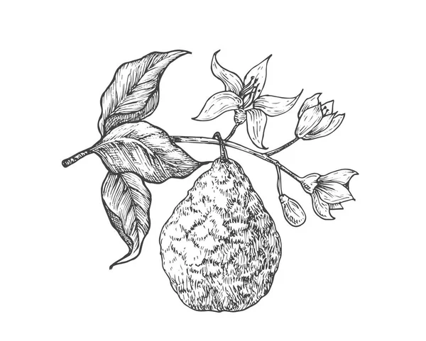 Ramo Frutta Bergamotto Frutta Disegnata Mano Con Illustrazione Vettoriale Delle — Vettoriale Stock