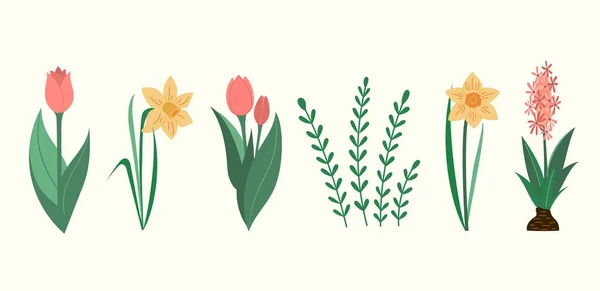 Bloeiende Tulpen Narcissen Bloemen Voorjaar Vector Illustraties Collectie Groene Bladeren — Stockvector