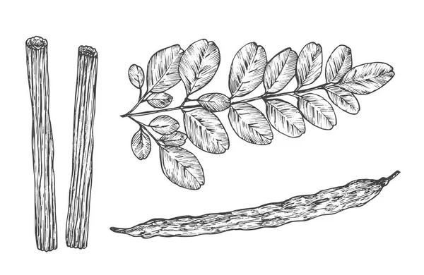 Moringa Oleifera Plant. Hand Drawn Sketch Superfood Herbs Vector Illustration. Natural Food Doodle. Isolated