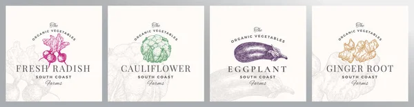 Logo Vorlagen Set Für Bio Gemüse Vorhanden Handgezeichnete Rettich Blumen — Stockvektor