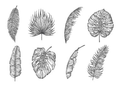 Palm Leaves Hand Drawn Doodle Vektör Resimleri Koleksiyonu. Fan, Banana, Fern ve Monstera Leaf Tropikal Yaprak Çizim Stili Set. İzole edilmiş