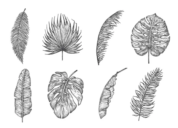 Palmbladeren Met Hand Getekend Doodle Vector Illustraties Collectie Ventilator Banaan — Stockvector