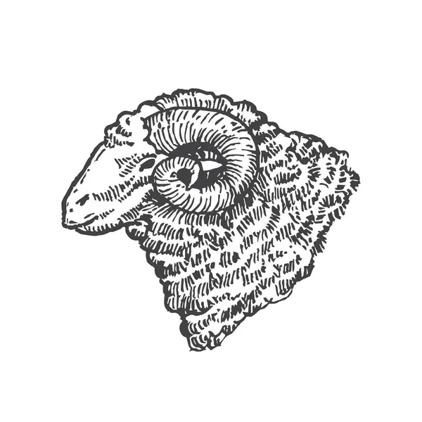 Adulto Ram Mano Dibujado Vector Ganado Ilustración Mutton Face Domestic — Vector de stock
