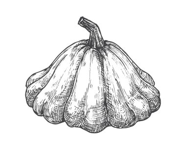 Kabak El Çizilmiş Sebze Vektörü İllüstrasyonu. Doğal Vegan Bitkisi Tabanlı Çiftlik Gıdası. İzole edilmiş