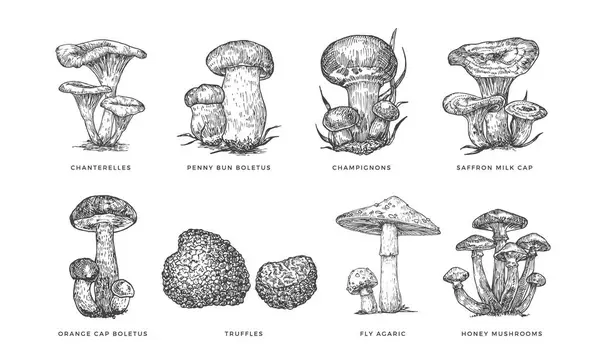 Mushrooms Vector Sketches Set Forest Food Hand Drawn Illustrations Collection — Stock Vector