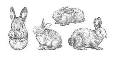 Tavşan Evcil Hayvanlar El Çizimi Tarzı Tavşan Tavşanı Siluetleri ve Kafaları. Retro Vektör çizimleri ayarlandı. İzole edilmiş
