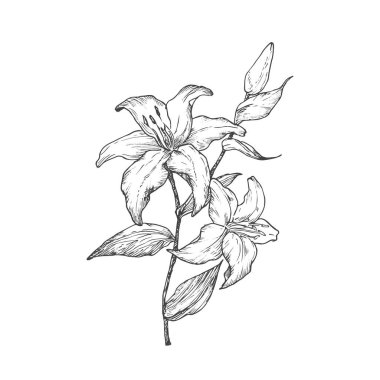 Lilly Calla Vektör İllüstrasyonu. Yapraklı El Çekimi Çiçek Bitkisi. Kabartma stili Lily Cala Botanik Yaprak Çizimi. İzole edilmiş