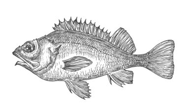 Balık Vintage Çizim. El çizimi stili Atlantik Okyanusu silueti. Retro Vektör Deniz Ürünleri Mürekkep Taslak Denizci Yakalayıcı Yaratık Çizimi. İzole edilmiş