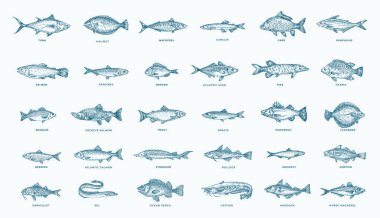 Balık El Çizim Seti. 30 Tatlı Su ve Deniz Balığı Koleksiyonu. Somon, ton balığı, ringa balığı, pike, ançüez, ringa balığı, alabalık, uskumru ve Dorado Vintage deniz mahsulleri. İşlenmiş Biçim İzole Edilmiş Resimler