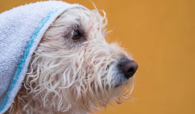 Beyaz havlu, sarı arka planda tüylü bir köpek.