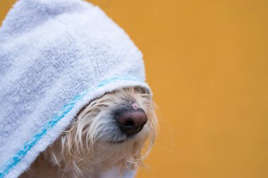 Beyaz havlu, sarı arka planda tüylü bir köpek.