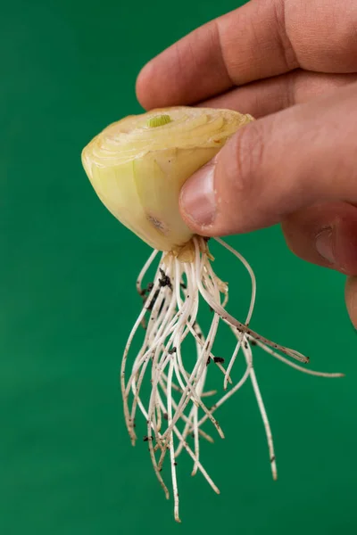 Kökleri yeşil arka planı olan bir tencereye soğan dikmek.