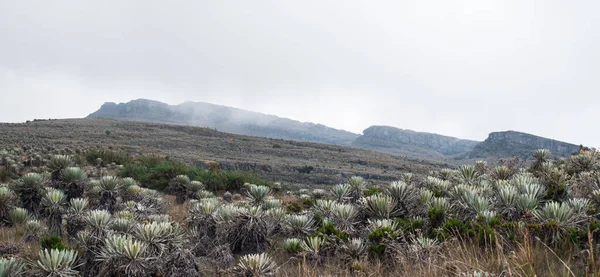Rocky paramo landscape with fog in a cloudy day