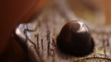 Elle yapılan dikey video ahşap bir göğüs metal mandalını açıyor.