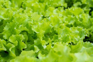 Fotokopi alanı olan taze yeşil marul yaprakları.