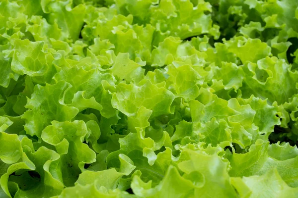 Some Fresh Green Lettuce Leaves Copy Space — Stock Photo, Image