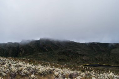 Rocky paramo landscape with fog and lake in a cloudy day