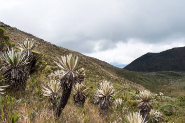 Paramo dağlarında Frailejon adlı Kolombiya ulusal tesisi