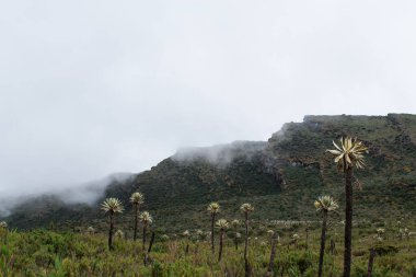 Paramo dağlarında Frailejon adlı Kolombiya ulusal tesisi