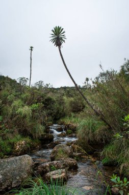 Kolombiya 'nın Frailejon adlı ulusal tesisi Paramo Dağları' na akmaktadır.