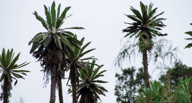 Paramo dağlarında Frailejon adlı Kolombiya ulusal tesisi