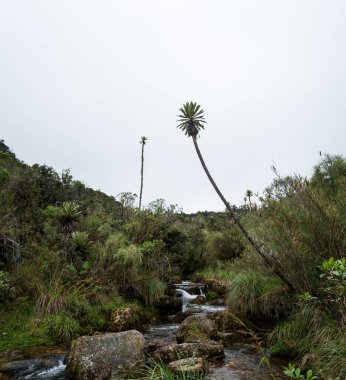 Kolombiya 'nın Frailejon adlı ulusal tesisi Paramo Dağları' na akmaktadır.