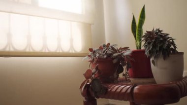 Perdeli pencerenin yanındaki bitkiler ve rüzgar için hareket ediyor.